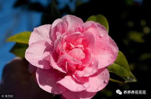 盆栽茶花现在千万别做这件事 否则会无花可看