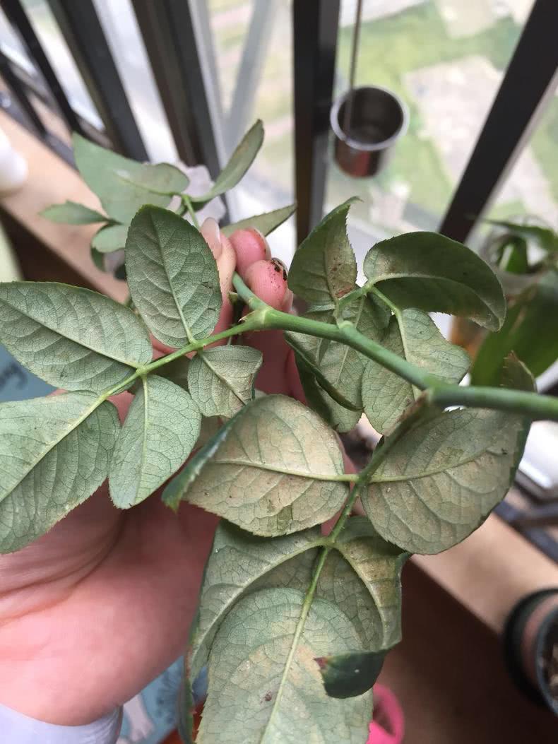 夏天最爱月季的不是你 而是红蜘蛛