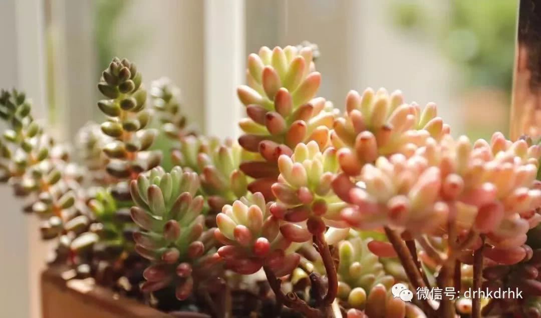 你看到的多肉都是漂亮的 其实还有不漂亮的