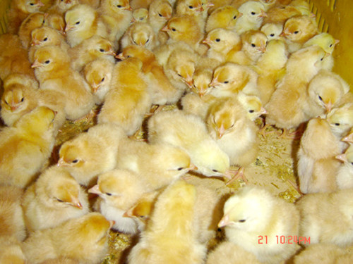 养肉鸡前期的饲养管理方法