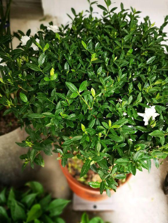 盆底埋点猪血 再撒点酸水 栀子花花开满树 香气飘满屋
