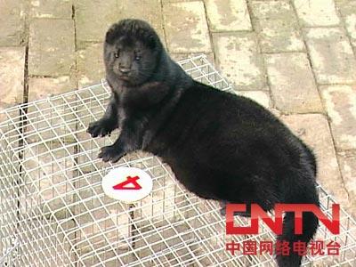 水貂的养殖(2010.7.7)
