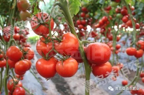 低温天气时如何使番茄着色良好