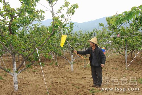 掌握大樱桃需肥规律正确施肥获取樱桃高产