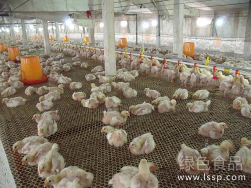 采食少饮水多白色粪便肉鸡肾脏病变防治方法