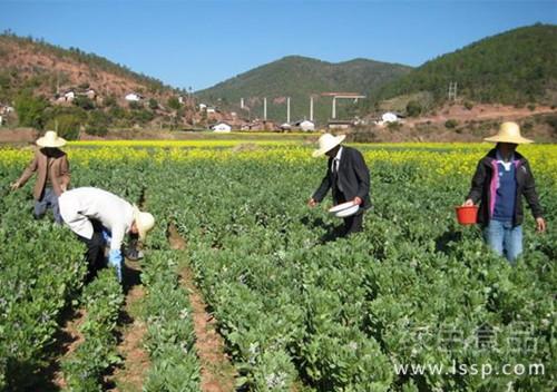 开花期是蚕豆需肥高峰蚕豆需肥规律与施肥法