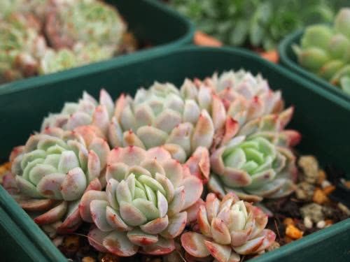 多肉植物老不长？这种垃圾处理一下 7天浇一次 侧芽蹭蹭窜