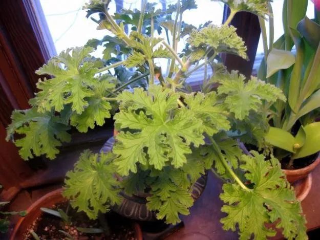这12种植物都有非常棒的驱虫效果 那家里养了哪一种呢？