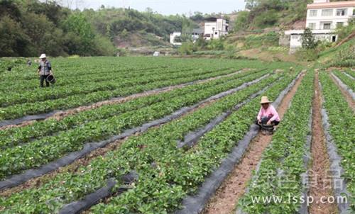 抓住三月草莓生长旺季露地栽培草莓春管技术