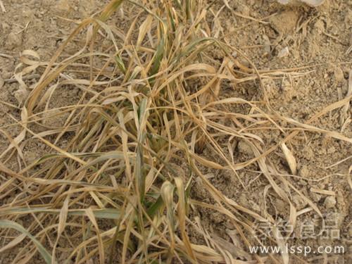 小麦分蘖节不死仍存活越冬小麦死苗防治措施