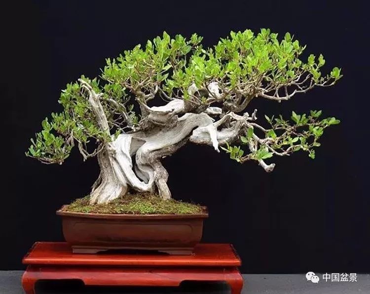 让老者告诉你:盆景为什么这么贵?