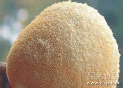 光秃无刺菇色异常珊瑚状猴头菇畸形原因及防治