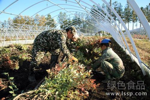 木质化差根系浅不耐冻北方蓝莓如何防寒越冬