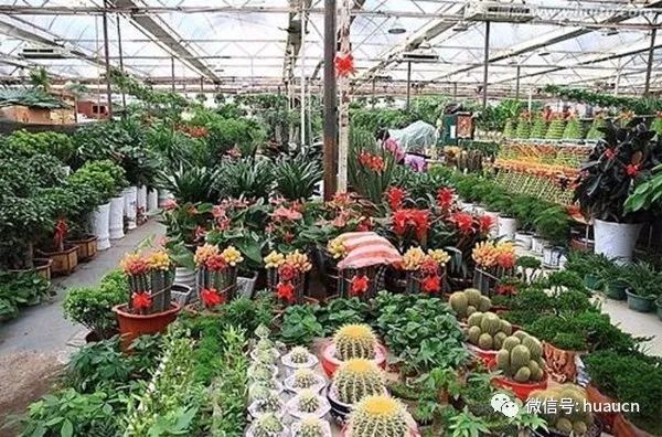 植物界的那些相爱相杀的花卉