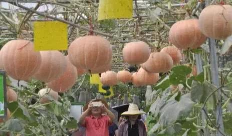 南瓜只开花不结瓜 人工授粉也解决不了 那就是天气原因了