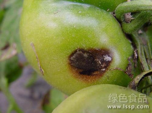 长褐色病斑凹陷终软腐番茄黑斑病的防治方法
