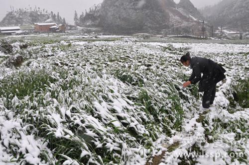 世纪寒潮席卷大半中国如何预防小麦雪后冻害
