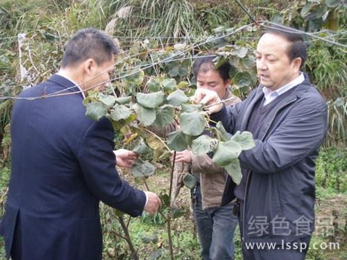 一年之计在于春红阳猕猴桃的春季管理