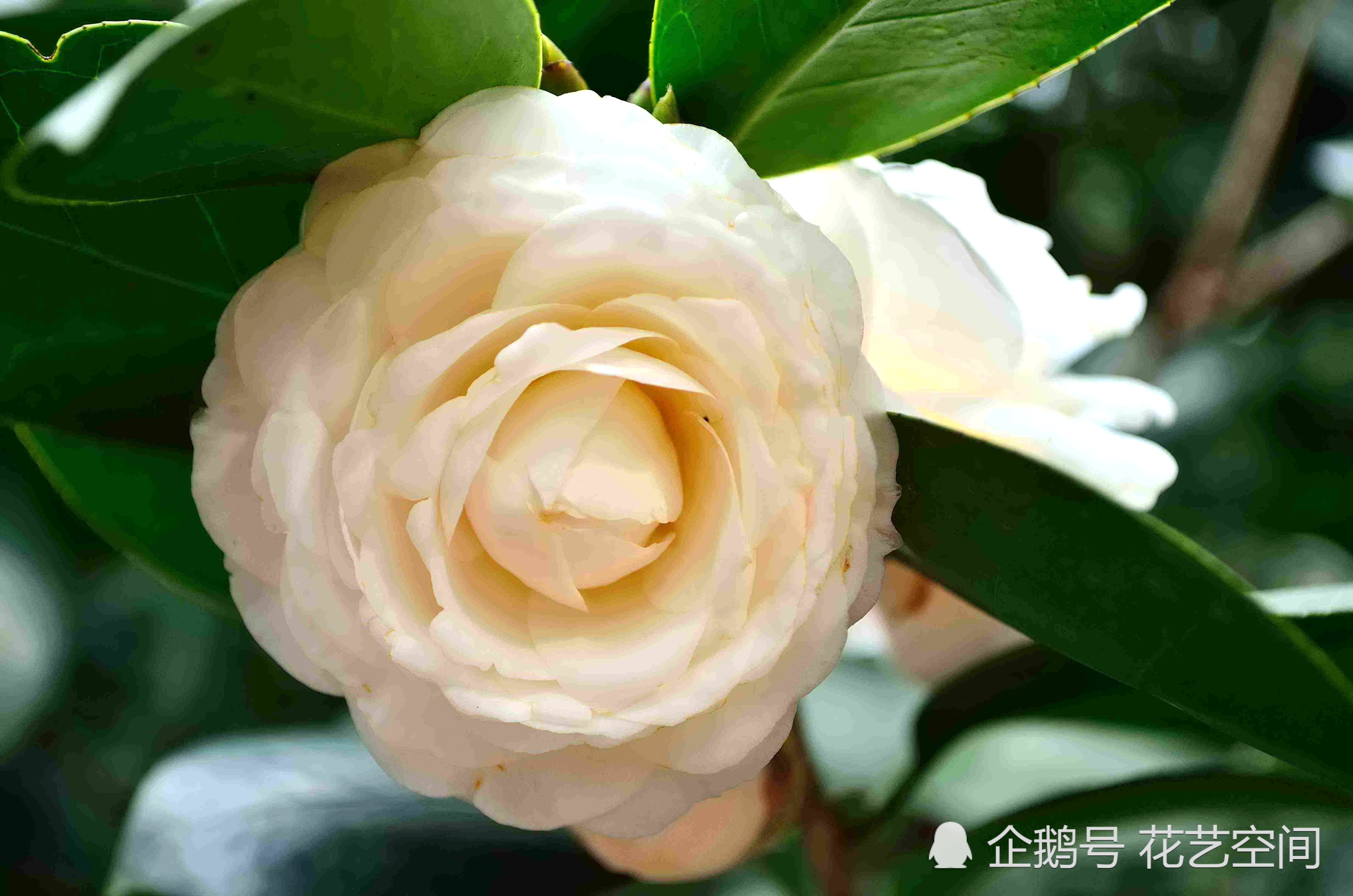 这2种花 美如画 室内随便放一盆 提高2个档次 尽显主人的品位