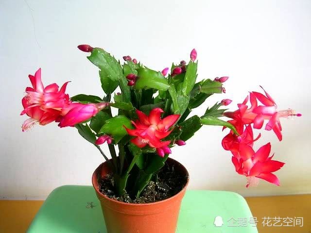 三伏天 叶插这6种花草 方法做对 照样插一棵活一棵