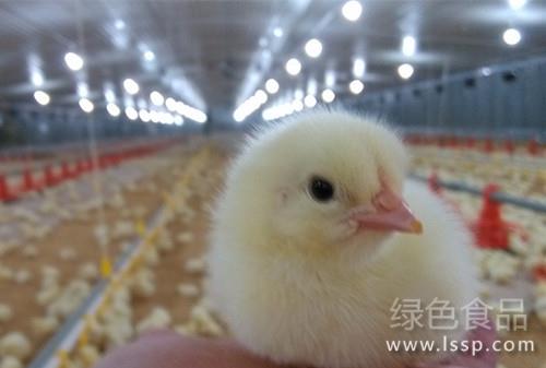 雏鸡成活率关系效益多技巧提高雏鸡成活率
