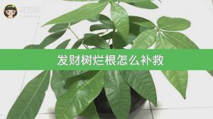 发财树烂根怎么补救