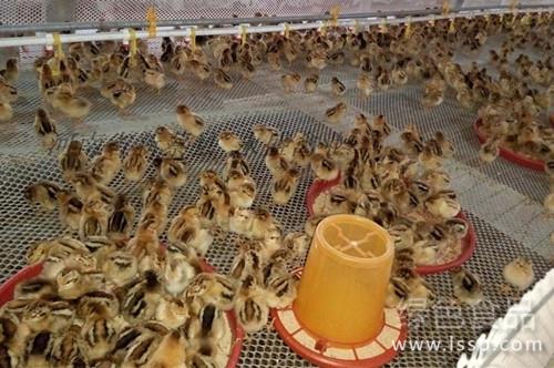 春节一过开始养育雏鸡早春育雏鸡应谨防缺氧