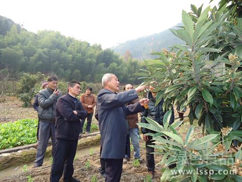 搞好花果期枇杷个大质优如何管理枇杷冬春花期