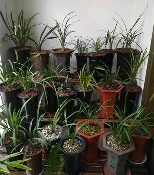 兰花浇水 把握时机 开花才能夺先机
