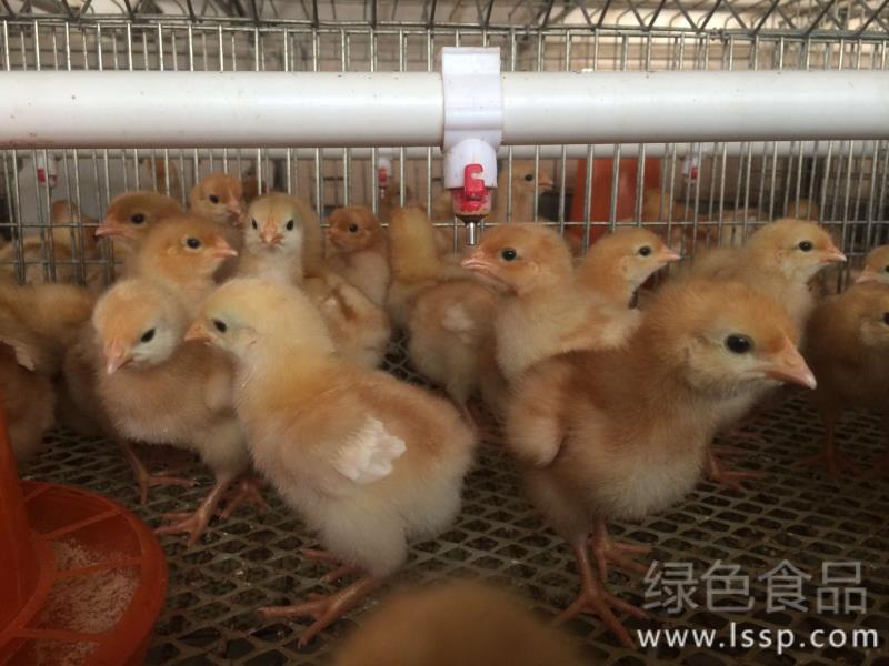 秋季养鸡户纷纷进雏育雏期雏鸡的养殖要点