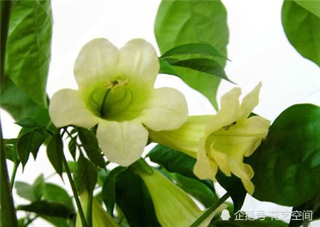 喜欢幸福树 谨记这3点 白花挂满树 叶子闪亮茂盛