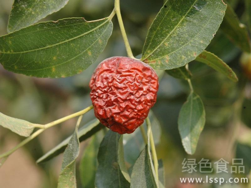 缩果病导致枣萎缩干瘪如何防治枣的缩果病