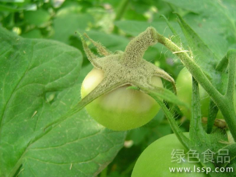 灰霉病严重使番茄落果如何防治番茄的灰霉病