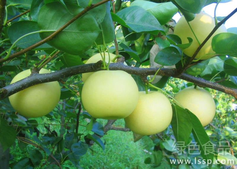 夏季管理关系梨树产量如何做好梨树的夏季管理