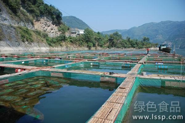 鲢鱼的养殖方法科学套养增产增收