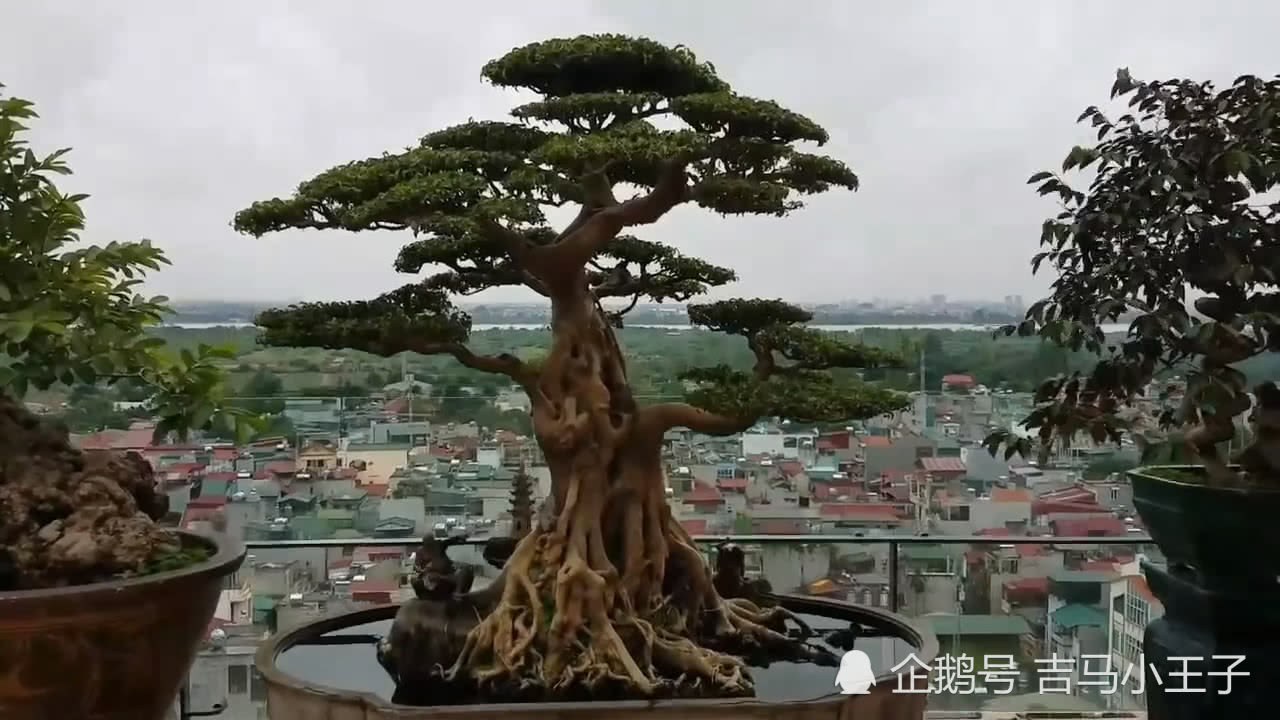 盆景欣赏:阳台上种了很多造型独特的盆景 每一盆都很有观赏价值