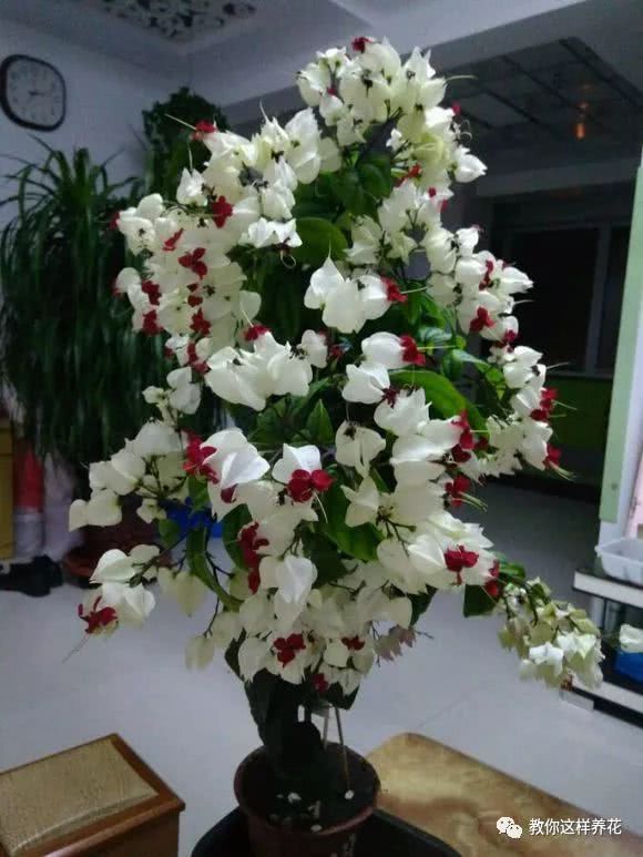 这种花会吐小珠子 一次开花100朵 养1盆花开300天