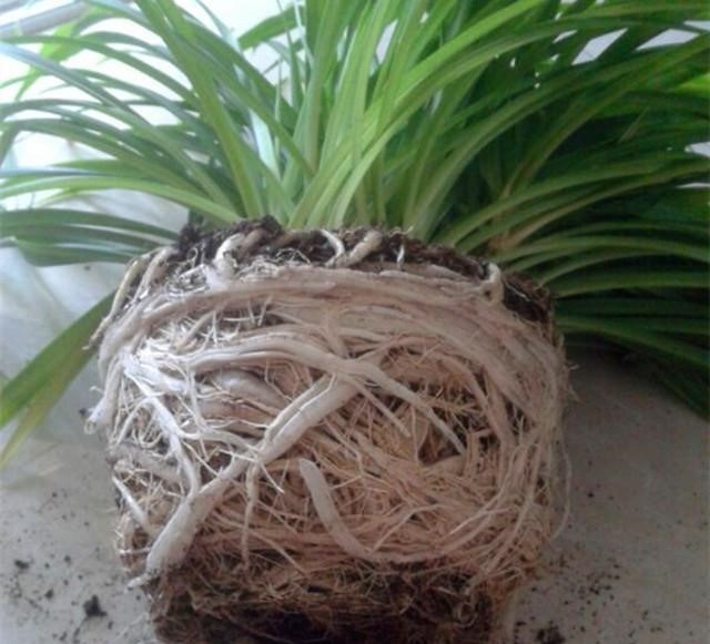 这4种花 一年半不换盆 盆土全被吃掉了 能长好才怪