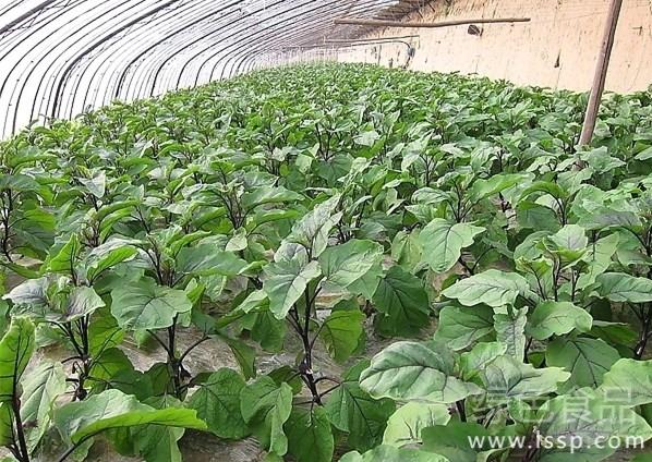 五月大棚茄子高产期如何做好管理工作很关键