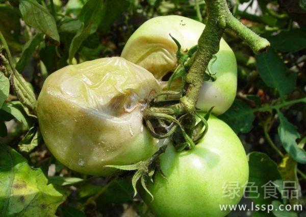 软腐病导致番茄腐烂如何防治番茄软腐病