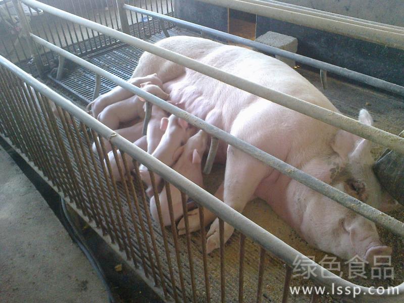 母猪推迟分娩的原因分析及处理方法