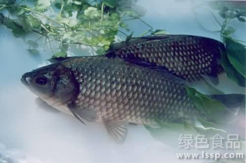鲫鱼病害少效益高高效养殖鲫鱼的管理要点