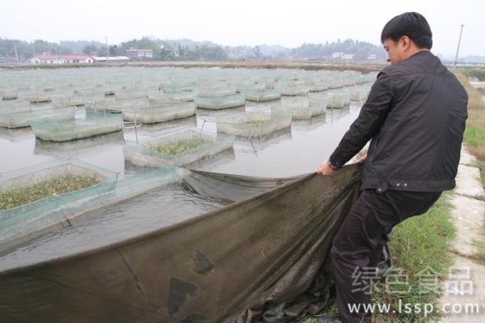 防止意外损失鱼苗入池的八个注意事项