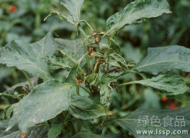茶黄螨导致辣椒不坐果如何防治辣椒茶黄螨