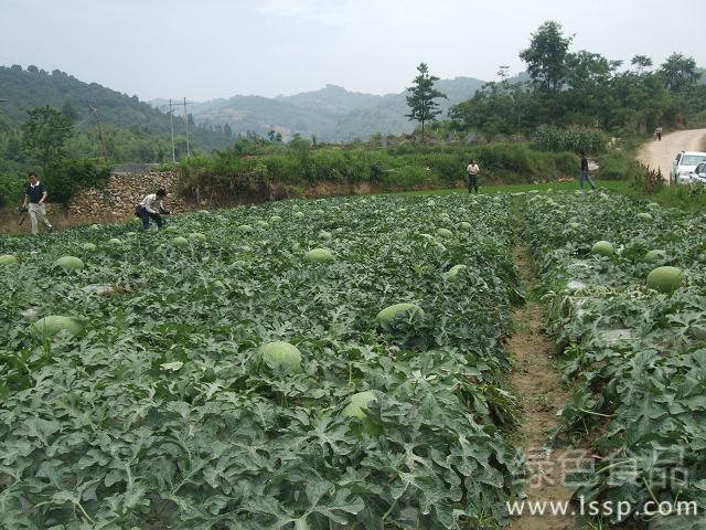 西瓜不坐瓜影响产量如何提高西瓜坐瓜率