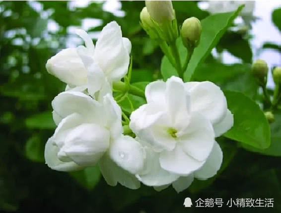 学会这1招 对你的茉莉狠一点 它才会在夏天枝繁叶茂 开花不断