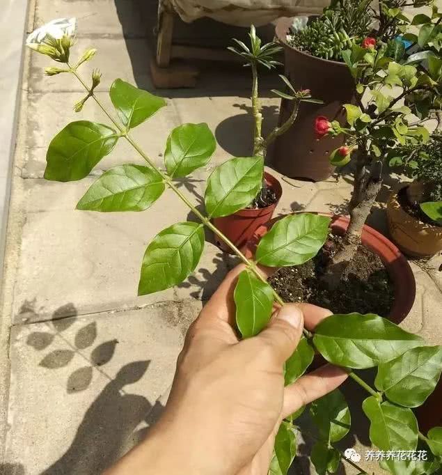 茉莉花新芽软 不直?给他来点光 几天就硬挺 还能开满花