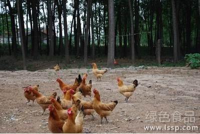 给畜禽饲料中添加药物需要注意的事项