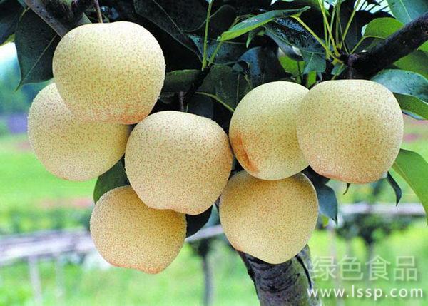 台湾蜜雪梨“二次开花结果”补救措施