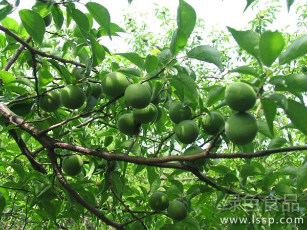 7月多雨青梅易发黑星病如何防治青梅的黑星病